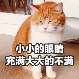  请教下这只表情包里的猫叫啥啊