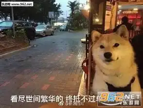 单身狗证表情包柴犬