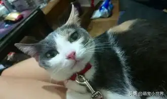  猫咪老爱偷袜子,战利品堆电锅角落让主人傻到底都去哪偷的