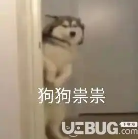 狗和猫的表情包抖音