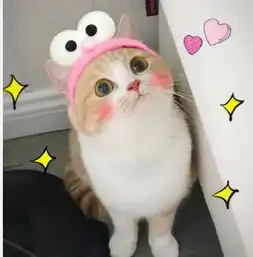  bobi小萌猫表情包高清完整版