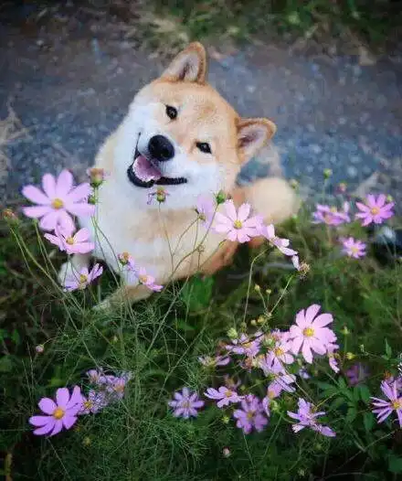 啊啊啊动物表情包柴犬