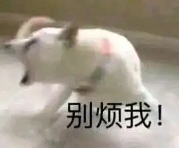  太喜欢沙雕猫狗表情包了,疯狂收图
