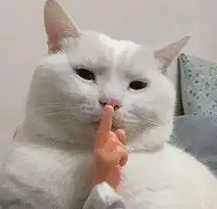  猫快给我学狗叫丨第95期喵表情