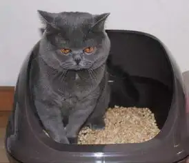  猫咪排便困难一直叫