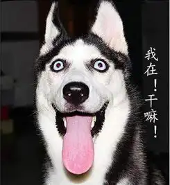  哈士奇吃骨头好吗小哈士奇吃骨头会怎么样