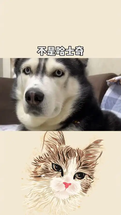  豆浆不是哈士奇,不是边牧,是只小柯基呀