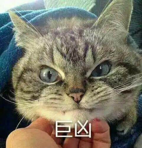  这种猫咪脸部的花纹叫什么