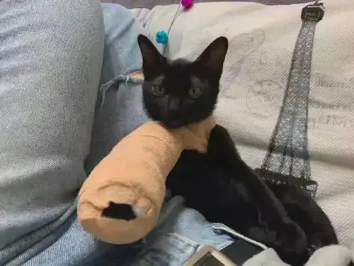  第一次见猫打石膏虽然很惨,但我还是忍不住想笑哈哈哈哈