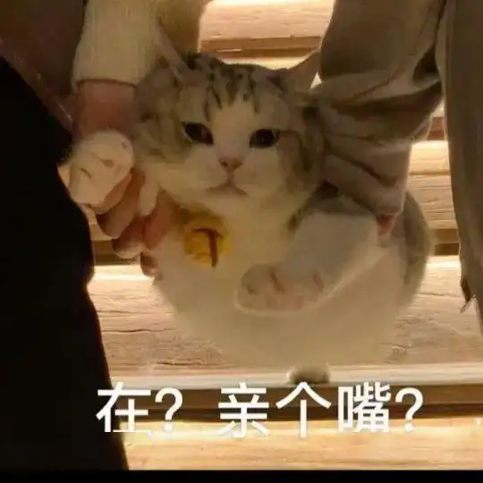  网红猫咪拖地猫大头表情包十二