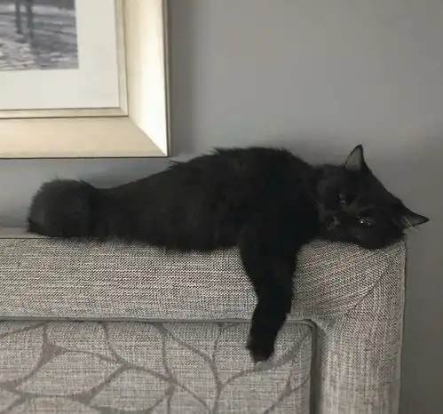  主人给猫戴上微型摄像机,偷拍下猫咪视角一天24小时的秘密生活..