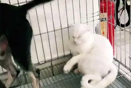  和黑狗同关一笼,猫咪表情失控,主人一旁笑到腹痛