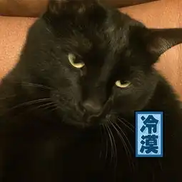  家里养了一只黑猫是一种什么样的体验