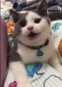 怀疑的眼神表情包猫咪