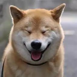 我的表情包去世了