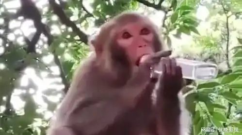  猴哥,使不得啊这是二锅头啊动物复苏计划动物复苏计划