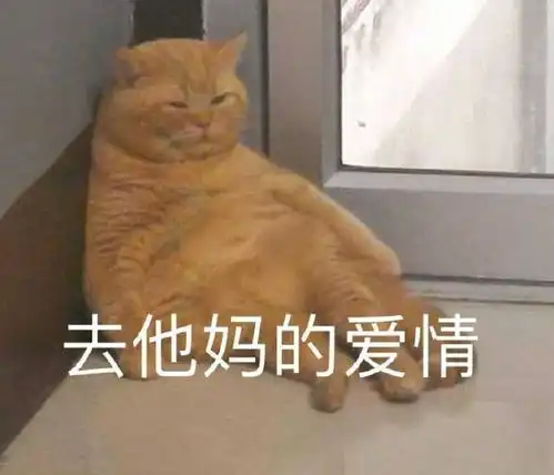  猫咪表情包合集我心爱的狗东西在吗