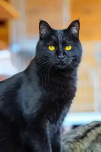  如何正确的拍摄一只黑猫这是个问题