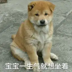  汪星人表情包单身狗也敷面膜啦