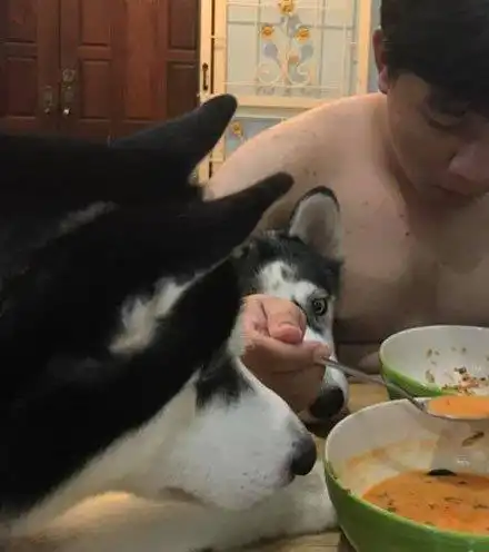  主人想先吃饱再喂哈士奇,结果二哈的表情好委屈,最后那眼睛都要掉出来了