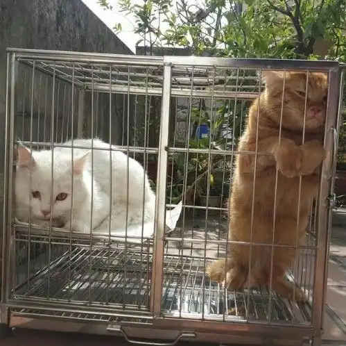  幽默笑话来呀,来打我啊你进不来