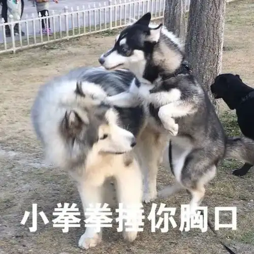  表情包好气哦,还是要保持微笑