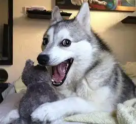  多大的狗算老年犬有哪些生理迹象