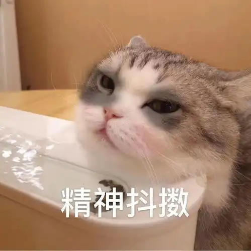  网红猫咪拖地猫大头表情包六