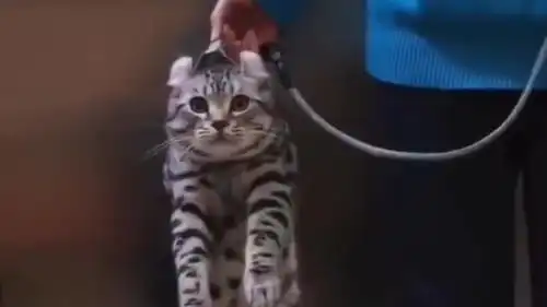  当代社会除了舔狗,还有舔猫,这小表情也太可爱了