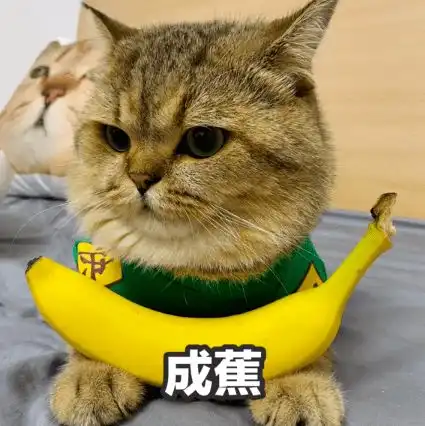  猫咪表情包焦个朋友不