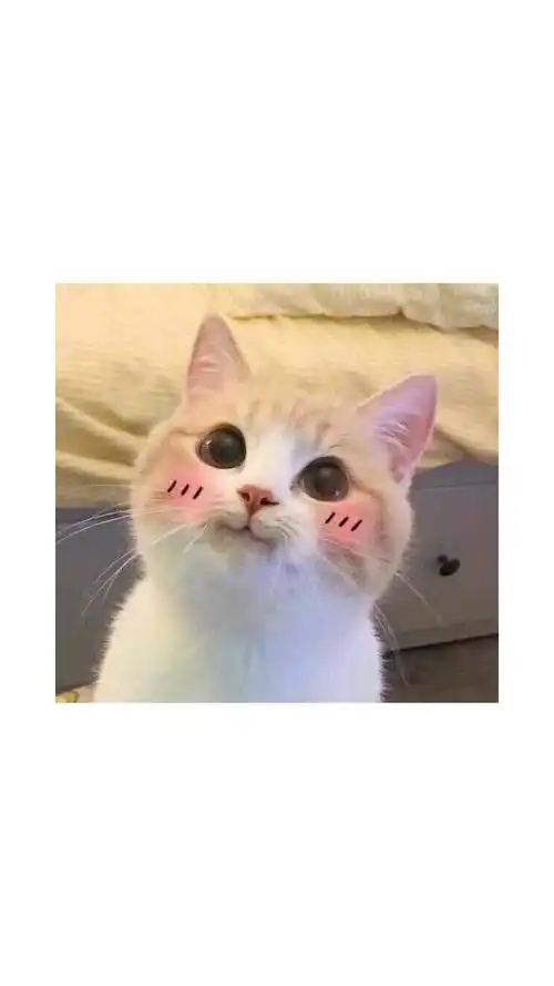  表情表情包中这只猫的品种是什么而伊的回答表情