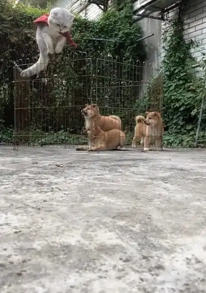  灵活的小胖子纵身一跃,那嘚瑟的小表情真是绝了,狗狗都看傻眼了
