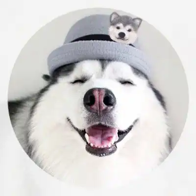 二哈头像高清二哈图片大全可爱头像