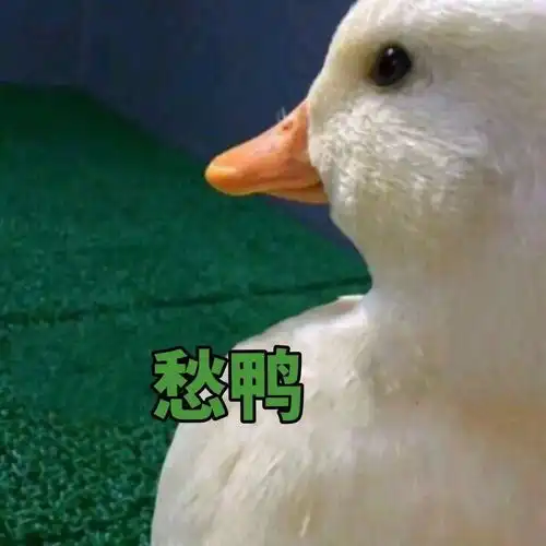 简笔画鸭子表情包鸭子