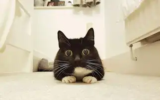  铜铃大眼小黑猫