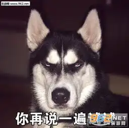  你再说一遍试试哈士奇威胁表情包代表太阳温暖你哈士奇蠢萌表情包下载乐游网游戏下载