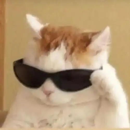  110张可爱的猫猫表情包