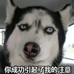  做一只土耳其的流浪狗,也太幸福了吧,简直狗生圆满