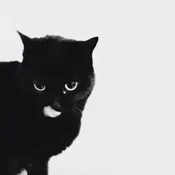  黑猫真的都不好看吗不那是因为你没见过这些黑猫兔子