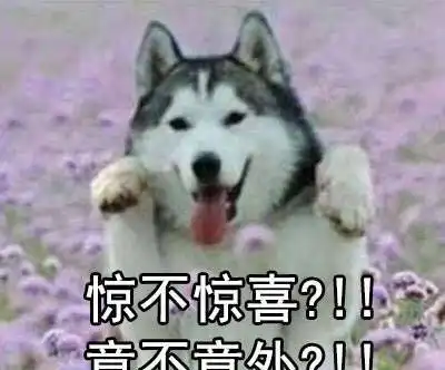 哈士奇吐舌头表情包表情