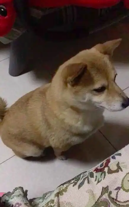  家里有一只很馋的柴犬,猫咪根本没法好好吃饭