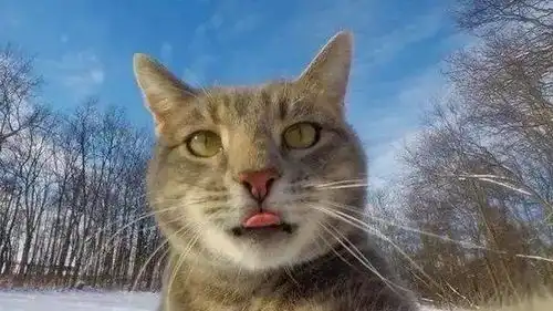  什么我的表情包猫猫去世了