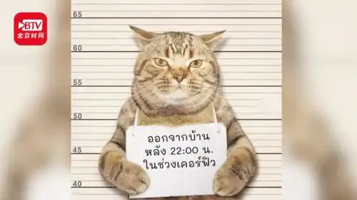 猫猫表情包高清社会