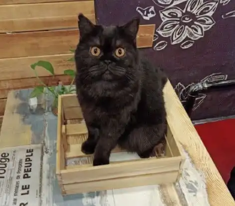  一只黑猫妈妈生了一窝小白猫,黑猫爸爸表情亮了,网友负负得正