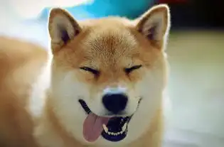  养狗知识为什么柴犬耳朵一个立一个不立