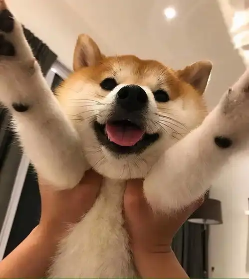  百科柴犬,宇宙第一表情包小王子