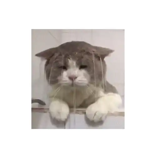  求知若渴求问这个猫咪表情包的出处
