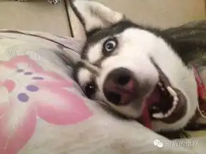  哈士奇又一神功瘫舌头,配上表情简直是智障