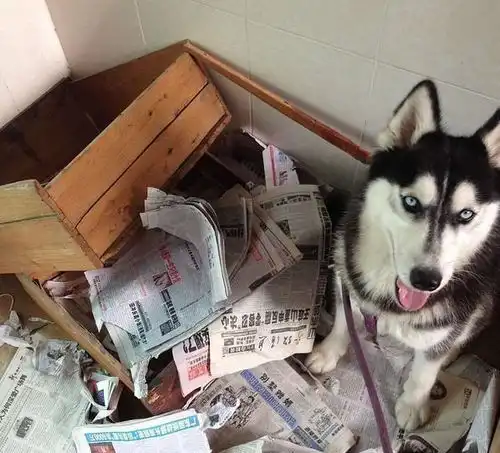 哈士奇高清表情包搞笑