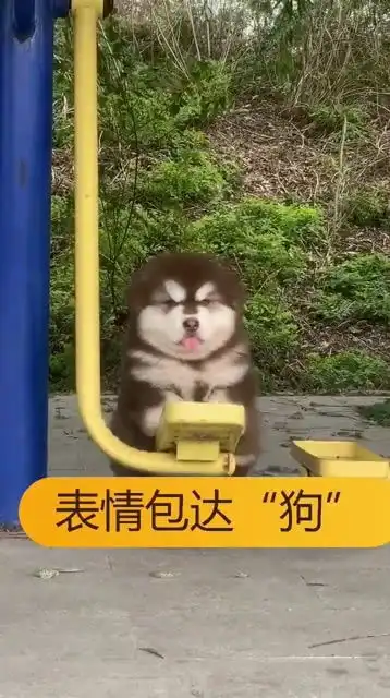  这只狗看着憨厚,一吐舌头就不正经了,你肯定有它的表情包